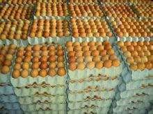 Fresh chicken eggs, white for sale