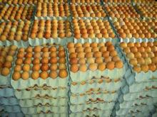 Egg albumen powder high gel for sale