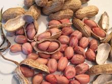 Raw Peanuts Kernel