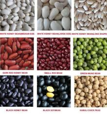 White / Red / Black / Green Kidney Beans