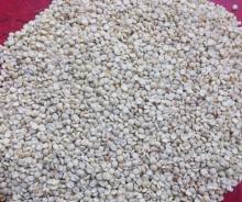  Coix   seed  ( Coix  lacryma-jobi)