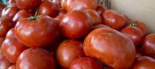 Fresh Tomato, Fresh Onion, Fresh Garlic and