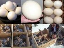 ostrich egg and chicks