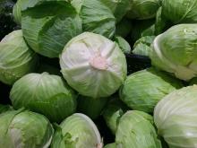 Fresh Cabbage