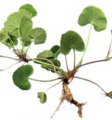 Gotu Kola  Extract   Asiaticoside  10%-95% Centella Asiatica  Extract 