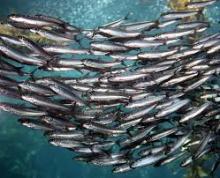 Best Canned Sardines