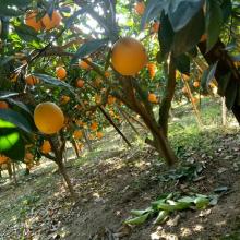 Navel orange wholesale supplier