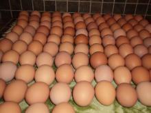 FRESH CHICKEN EGGS