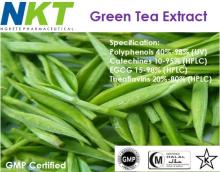 Green Tea Extract
