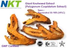 Giant Knotweed Extract (Polygonum Cuspidatum Extract,  Resveratrol )