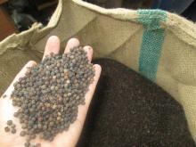 Dry black pepper whole 520g/l and 550g/l