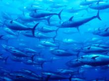 Canned Tuna