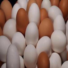 Fresh Chicken Egg/white/brown/for sale