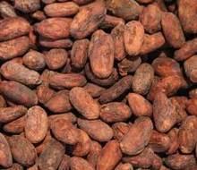 High Quality Dried Fermented Cocoa Beans at very good prices