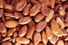  Cocoa   Beans  for  Sale 
