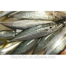 Frozen Small Eye Round Scad
