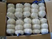 Fresh Pure White Garlic
