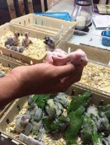Ostrich ,Parrots And Fresh Fertile Parrots eggs Supplier