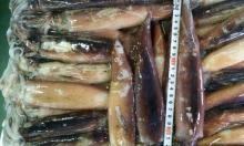 Quality Frozen Small Eye Round Scad