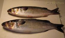  grey   mullet  fish