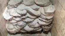 Frozen Beef Tripes / Salted Omasum for sale at very good prices