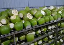 Grade A Fresh Young Coconut for sale