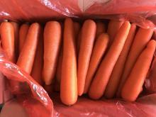 Fresh carrot