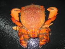 Live spanner crab cheap price