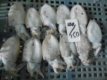 Cuttlefish whole & whole cleaned, block and IQF, Baby CuttleFish
