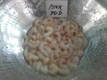 frozen  shrimp s( SOHL)  white   shrimp , vanamei  shrimp , pink  shrimp ,  shrimp ( pud )  shrimp ( SLHL)