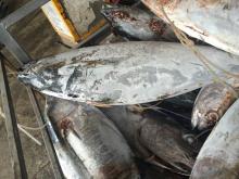  Frozen   Tuna   Fish 