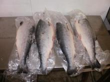  Frozen   Atlantic   Salmon  Fish