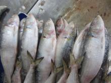  Frozen   Sardine   Fish 