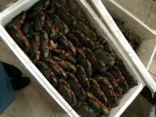  LIve   Mud   Crab s, Frozen King  Crab s,Frozen Blue Swimming  Crab 