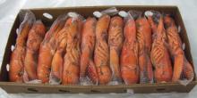 frozen lobster/red lobster/red lobster/ chilean  lobster