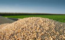 Soya Beans,Red Split Lentils,Yellow Split Peas (Lentils),Haricot Beans,Green Lentils