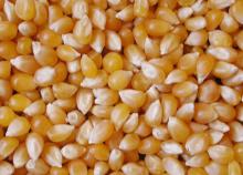 yellow maize Grade 2 Non GMO