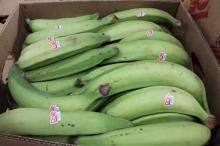 Fresh Green Dole plantain and banana