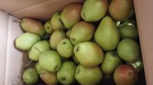  fragrant   pear 