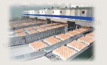 Chicken  Egg   Grading   Machine 