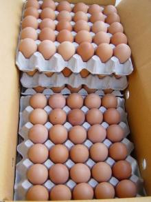 Fresh Chicken Table Eggs & Fertilized Hatching Eggs, White and Brown eggs