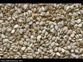 Best quality  Organic  Tahini Seed, Organic   Sesame  Seed,  Organic  White Chia  Seeds  for sale
