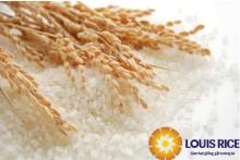 Japonica rice 5% broken