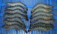 Frozen Fresh Shrimp/Seafood/Black Tiger Prawn