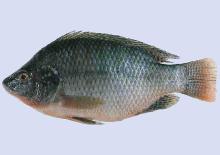 Frozen Tilapia whole round