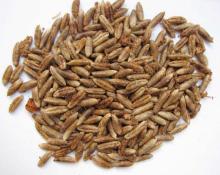 Date Seeds