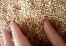 Wheat, 3 Grade