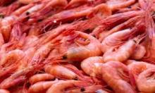 Prawns / Red Shrimps (Pleoticus Muelleri) Crude Frozen, with Skin, Seafrozen, Whole Round