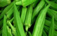 Green Fresh Frozen Okra for sale