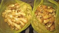 Fresh Garlic, Fresh  Ginger ,Garlic Granules  Ginger  Granules, Garlic Powder, and  Ginger  Powder
